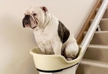 World’s first stair lift for your overweight pooch?!