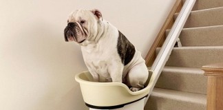 World’s first stair lift for your overweight pooch?!