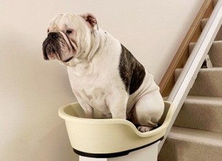 World’s first stair lift for your overweight pooch?!